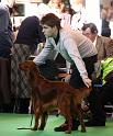 Crufts2010 1118